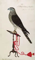 Indian Sparrow-Hawk